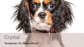  Presentation with king - Slide deck featuring headshot-of-a-cavalier-king background and a mint green colored foreground