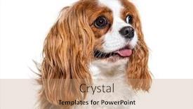  Presentation with king - Audience pleasing PPT theme consisting of headshot-of-a-cavalier-king backdrop and a coral colored foreground