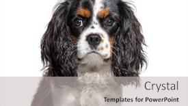  Presentation with king - Audience pleasing slides consisting of headshot-of-a-cavalier-king backdrop and a light gray colored foreground