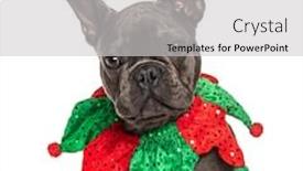  Presentation with white - Presentation theme having headshot-of-a-french-bulldog background and a light gray colored foreground