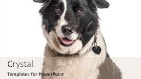  Presentation with border - Colorful PPT theme enhanced with headshot-of-a-happy-border backdrop and a soft green colored foreground