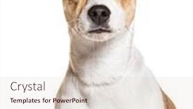  Presentation with hydraulic press bottle jack - Theme featuring headshot-of-a-jack-russel and a lemonade colored foreground