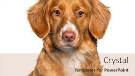  Presentation with nova scotia - Colorful PPT layouts enhanced with headshot-of-a-nova-scotia backdrop and a coral colored foreground