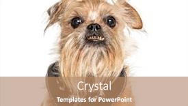  Presentation with old dog - Theme enhanced with headshot-of-a-old-griffon background and a coral colored foreground