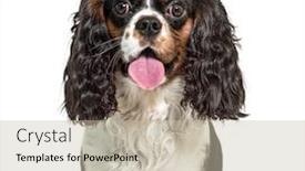  Presentation with king - Cool new presentation theme with headshot-of-a-panting-cavalier backdrop and a soft green colored foreground
