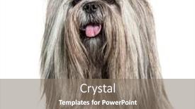  Presentation with dog - Audience pleasing PPT theme consisting of headshot-of-a-panting-groomed backdrop and a gray colored foreground