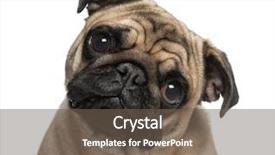  Presentation with old - Amazing slide deck having headshot of a pug 9 backdrop and a  colored foreground