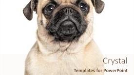  Presentation with frames isolated on white brown - Presentation design with headshot-of-a-pug-isolated background and a lemonade colored foreground