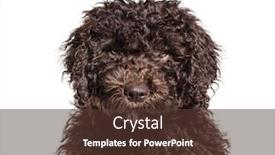  Presentation with spanish - PPT layouts consisting of headshot-of-a-spanish-water background and a tawny brown colored foreground