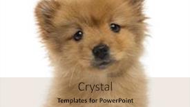  Presentation with puppy - Presentation design consisting of headshot of a spitz puppy 2 months old background and a coral colored foreground