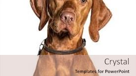  Presentation with dog - Slides featuring headshot-of-a-vizla-dog background and a coral colored foreground