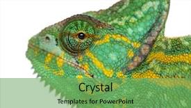  Presentation with fresh water splash green apple isolated white - Slide set having headshot of a yemen chameleon background and a seafoam green colored foreground
