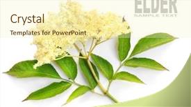  Presentation with angina - Slides with healht - elder or elderberry sambucus nigra background and a cream colored foreground