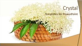  Presentation with angina - Cool new slide deck with healht - elder or elderberry sambucus nigra backdrop and a cream colored foreground
