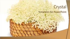  Presentation with angina - Slide set enhanced with healht - elder or elderberry sambucus nigra background and a cream colored foreground