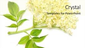 Presentation with angina - Amazing slide set having healht - elder or elderberry sambucus nigra backdrop and a blonde colored foreground