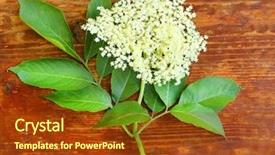  Presentation with angina - Presentation theme with healht - elder or elderberry sambucus nigra background and a tawny brown colored foreground