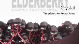  Presentation with angina - Slides having healht - elderberry sambuscus nigra the flowers background and a white colored foreground