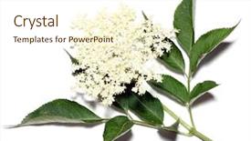  Presentation with elder fraud - Amazing theme having healht - sambucus nigra - elder backdrop and a cream colored foreground