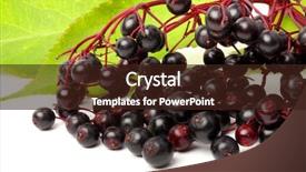  Presentation with angina - Beautiful slides featuring healht - sambucus nigra - elder backdrop and a wine colored foreground