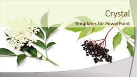  Presentation with angina - Theme with healht - sambucus nigra - elder background and a soft green colored foreground