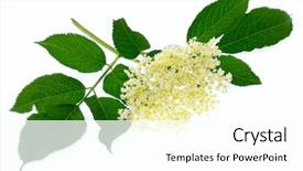  Presentation with berries - PPT theme consisting of healht - sambucus nigra - elder background and a white colored foreground