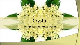  Presentation with elder fraud - Audience pleasing presentation theme consisting of healht - sambucus nigra - elder backdrop and a yellow colored foreground