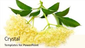  Presentation with angina - Theme with healht - sambucus nigra - elder background and a blonde colored foreground