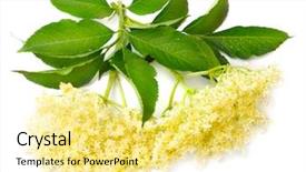  Presentation with angina - PPT theme consisting of healht - sambucus nigra - elder background and a blonde colored foreground