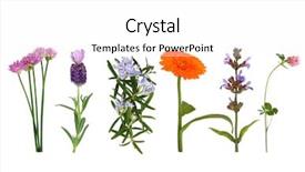  Presentation with sage - Audience pleasing slides consisting of healing design - chives lavender rosemary marigold sage backdrop and a white colored foreground