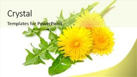  Presentation with dandelion - Colorful presentation design enhanced with healing plants dandelion isolated backdrop and a blonde colored foreground