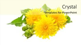  Presentation with healing - Presentation design featuring healing plants dandelion isolated background and a blonde colored foreground