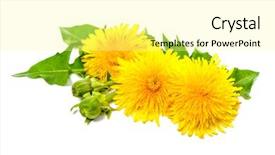  Presentation with healing - Theme consisting of healing plants dandelion isolated background and a blonde colored foreground