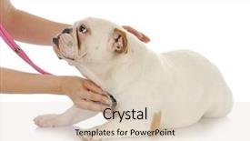  Presentation with animal health - PPT theme consisting of health - english bulldog having heart background and a lemonade colored foreground