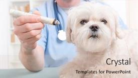  Presentation with vet - Beautiful presentation featuring health care tcm - vet doing moxa treatment backdrop and a lemonade colored foreground