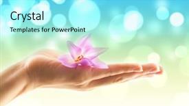  Presentation with plant - Audience pleasing presentation theme consisting of health inspirational - hands and plant isolated backdrop and a arctic colored foreground