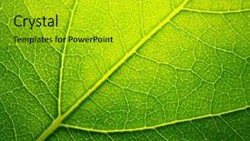  Presentation with green leaf - Colorful PPT theme enhanced with health sistem - green leaf macro backdrop and a gold colored foreground