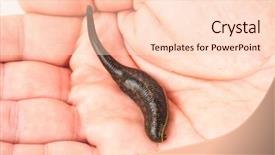  Presentation with health worm biology - Cool new presentation with health worm biology - leech on the palm backdrop and a lemonade colored foreground