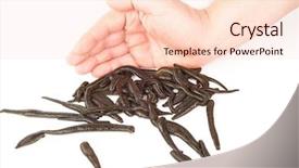  Presentation with kids hand sanitizer - PPT theme featuring health worm biology - leeches and hand background and a lemonade colored foreground