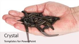  Presentation with medical amputation hand amputated - Colorful presentation theme enhanced with health worm biology - leeches in hand backdrop and a lemonade colored foreground