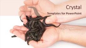  Presentation with health worm biology - PPT layouts consisting of health worm biology - leeches in hands background and a lemonade colored foreground