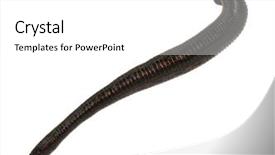  Presentation with medical biology - Presentation theme having health worm biology - medical leech background and a white colored foreground