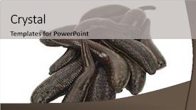  Presentation with womens medical - Beautiful slides featuring health worm biology - medical leech backdrop and a light gray colored foreground