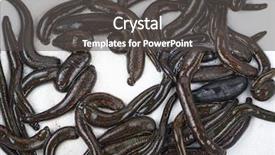  Presentation with medical biology - Presentation theme having health worm biology - medical leech background and a dark gray colored foreground