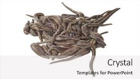  Presentation with medical pill medicine white blue - PPT theme featuring health worm biology - medical leeches background and a  colored foreground