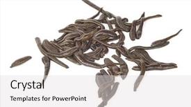  Presentation with medical - PPT theme having health worm biology - medical leeches background and a  colored foreground