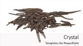  Presentation with medical biology - Slides enhanced with health worm biology - medical leeches background and a white colored foreground