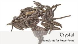  Presentation with medical confidentiality - PPT layouts consisting of health worm biology - medical leeches background and a light gray colored foreground