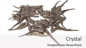  Presentation with medical - Beautiful slides featuring health worm biology - medical leeches backdrop and a light gray colored foreground