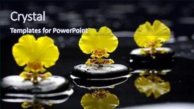  Presentation with black yellow - Slides with health zen - set of three yellow orchid background and a wine colored foreground